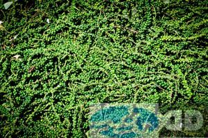 Image00041.jpg